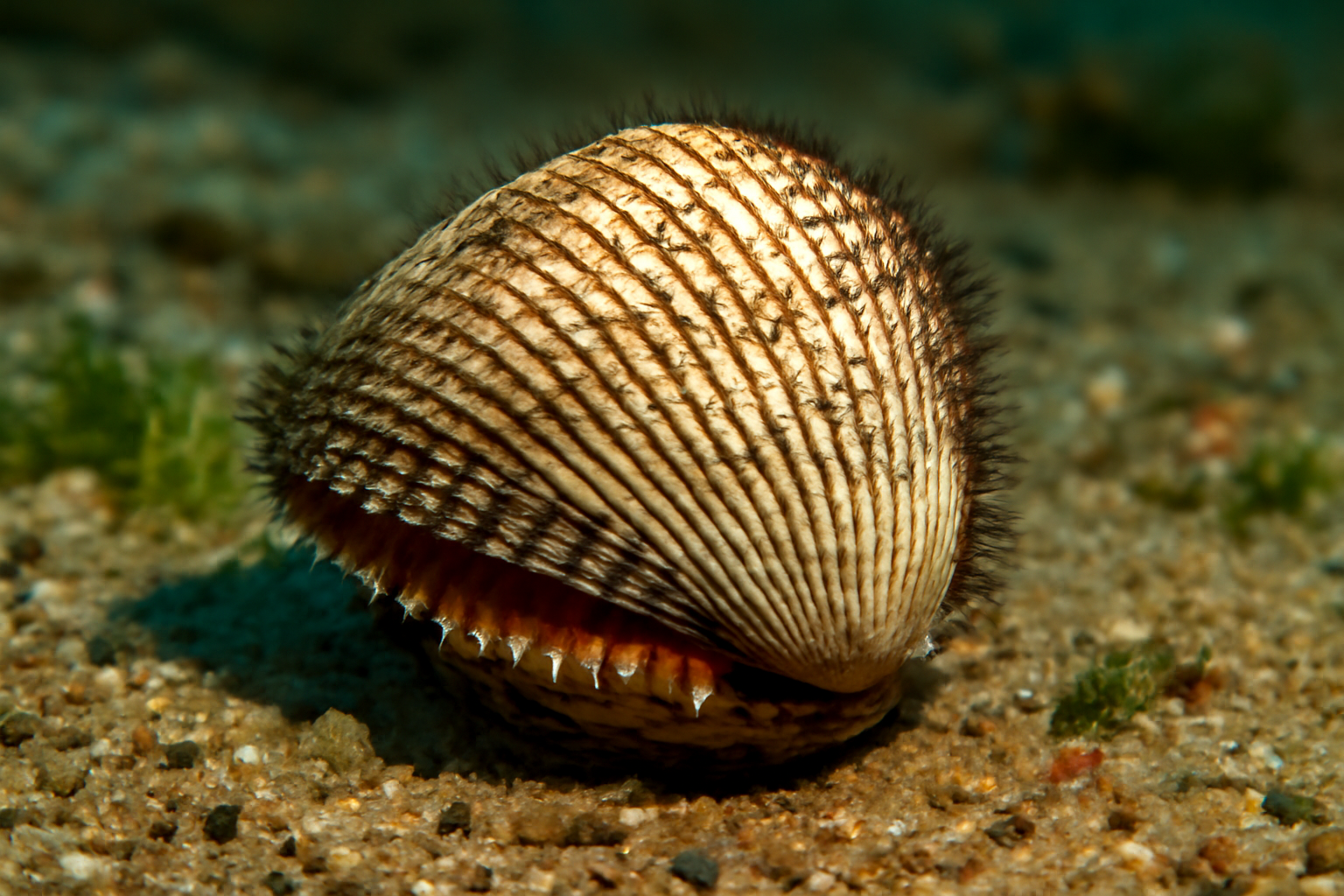 Scapharca