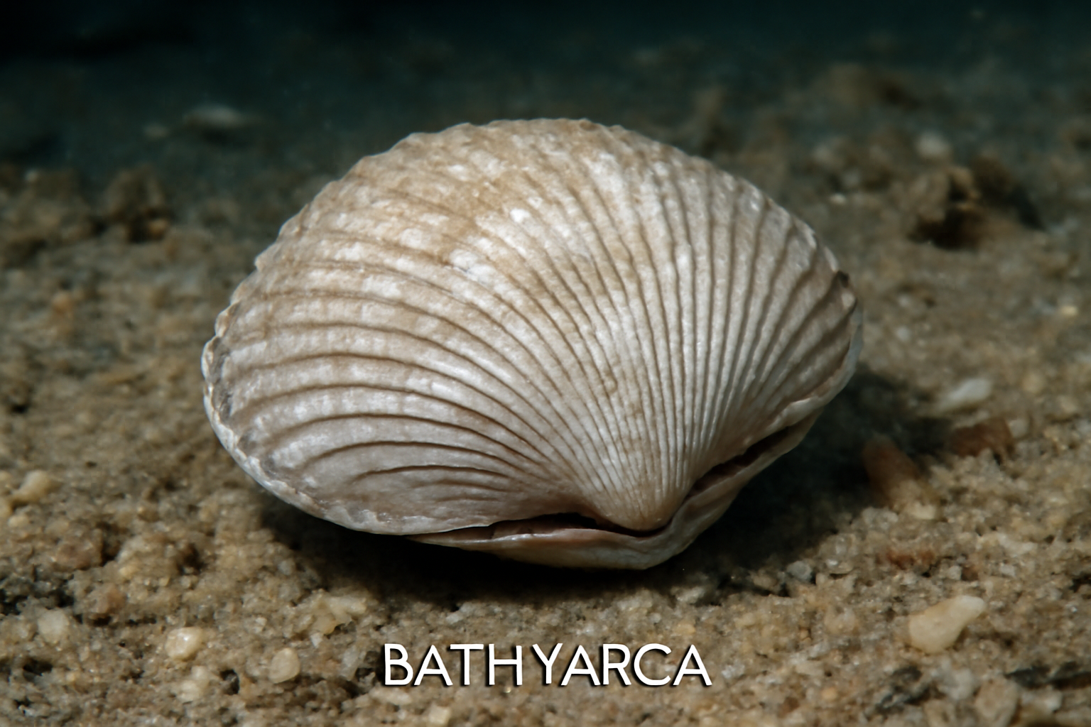 Bathyarca