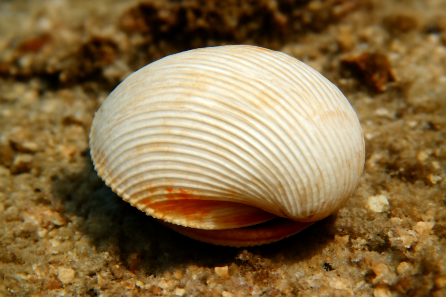 Calloarca