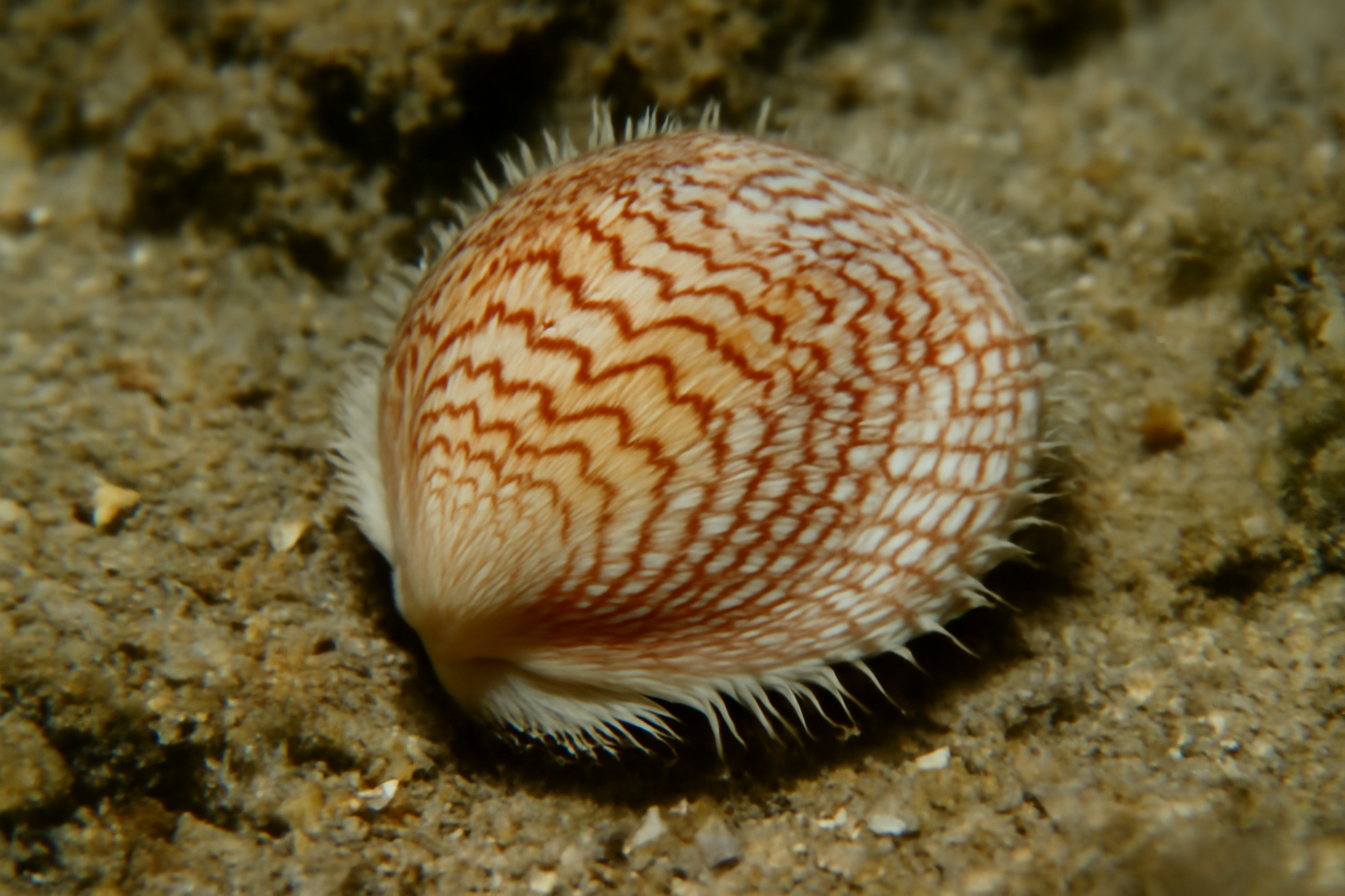 Lunulicardia