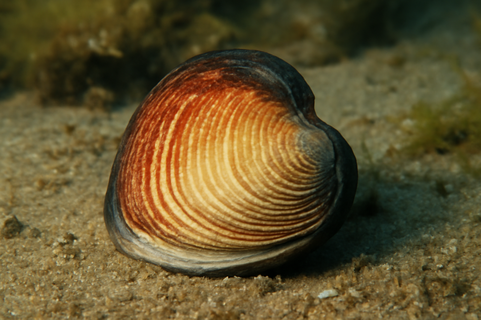 Noetia