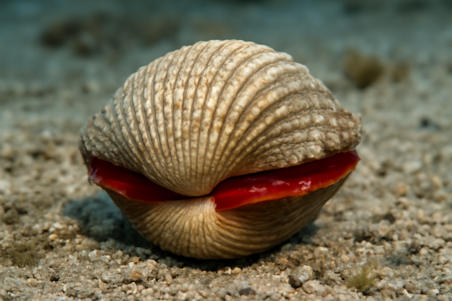 Blood Clam