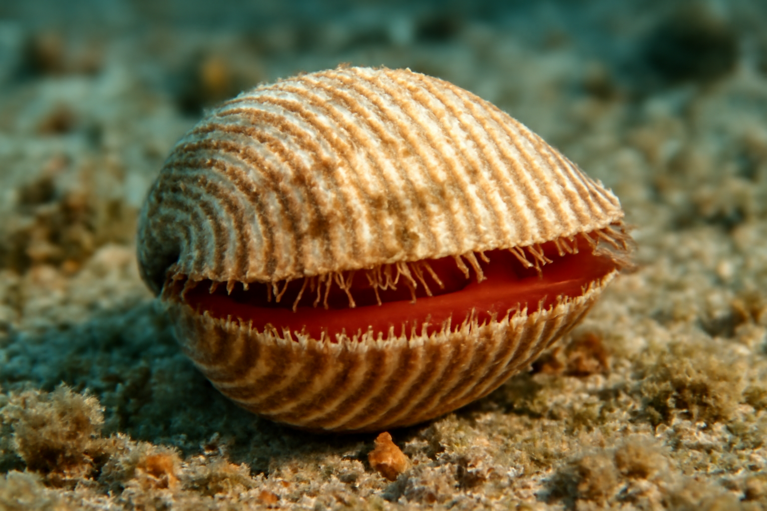 Ark Clam