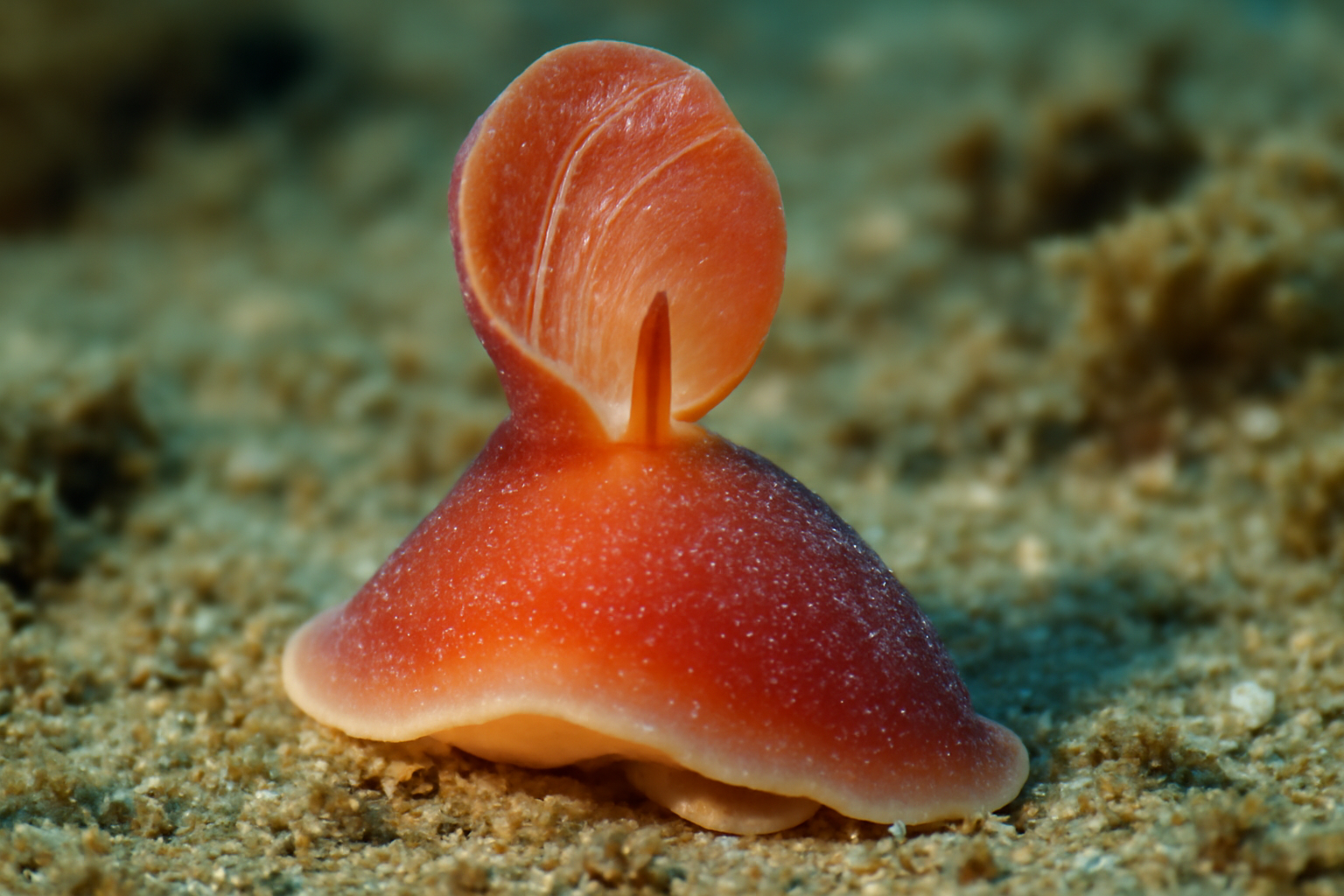 Cucullella