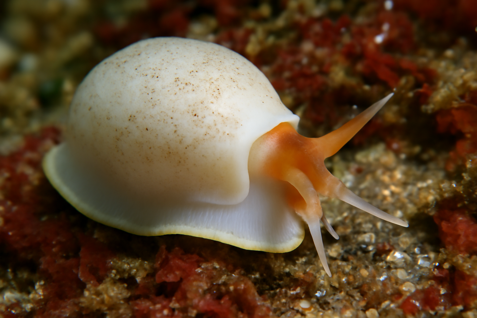 Ponderocucullella
