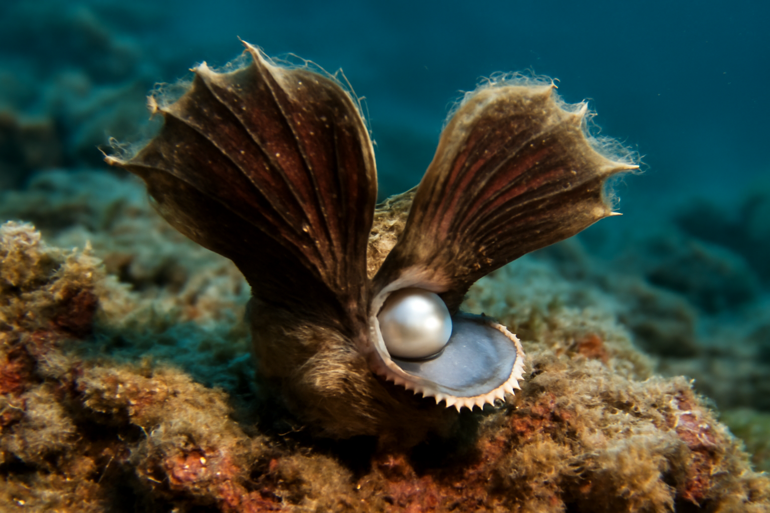 Winged Pearl Oysters