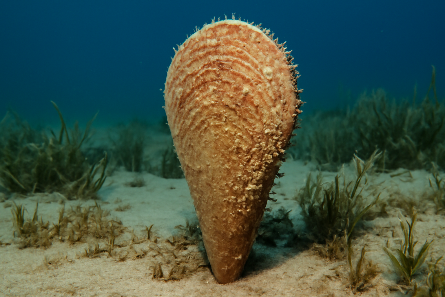 Pinna