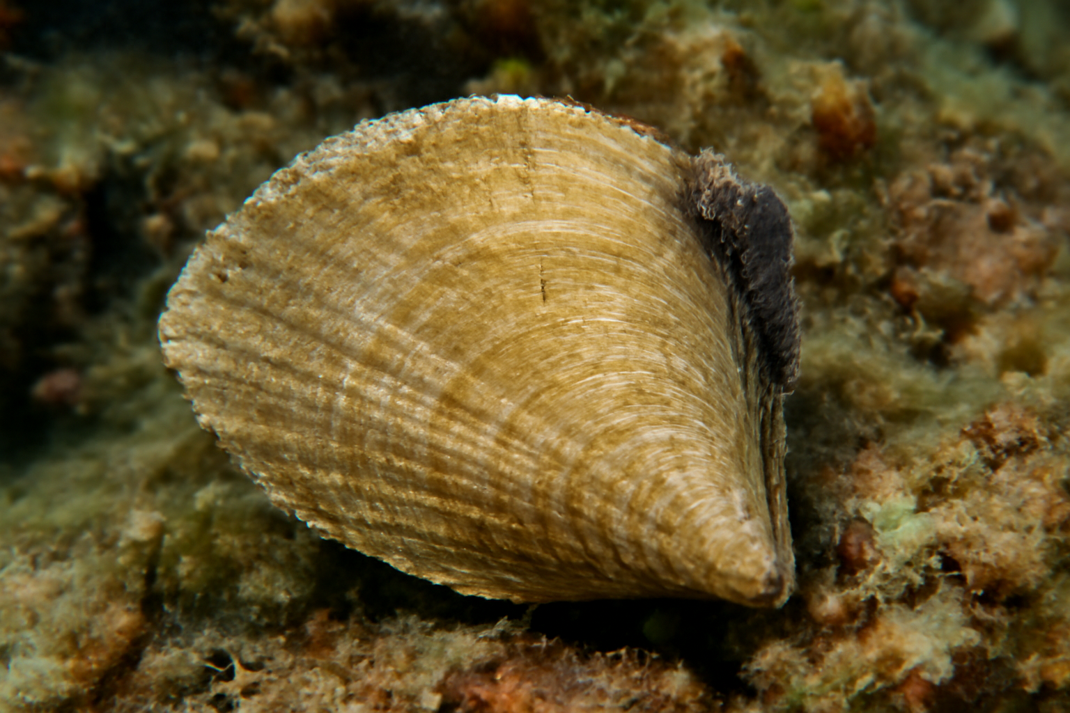 Isognomon