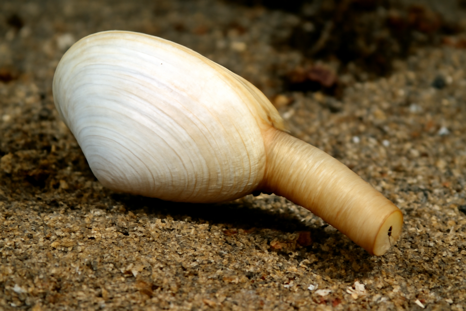 Laternula