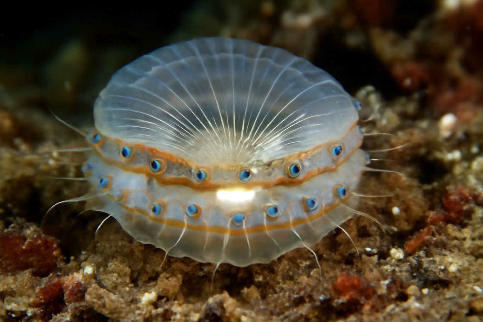 Glass Scallops