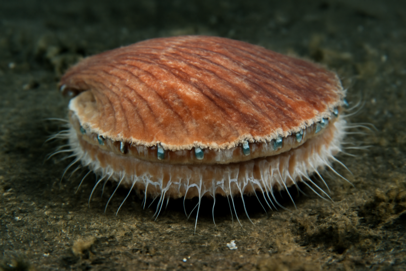 Deep-sea Scallops