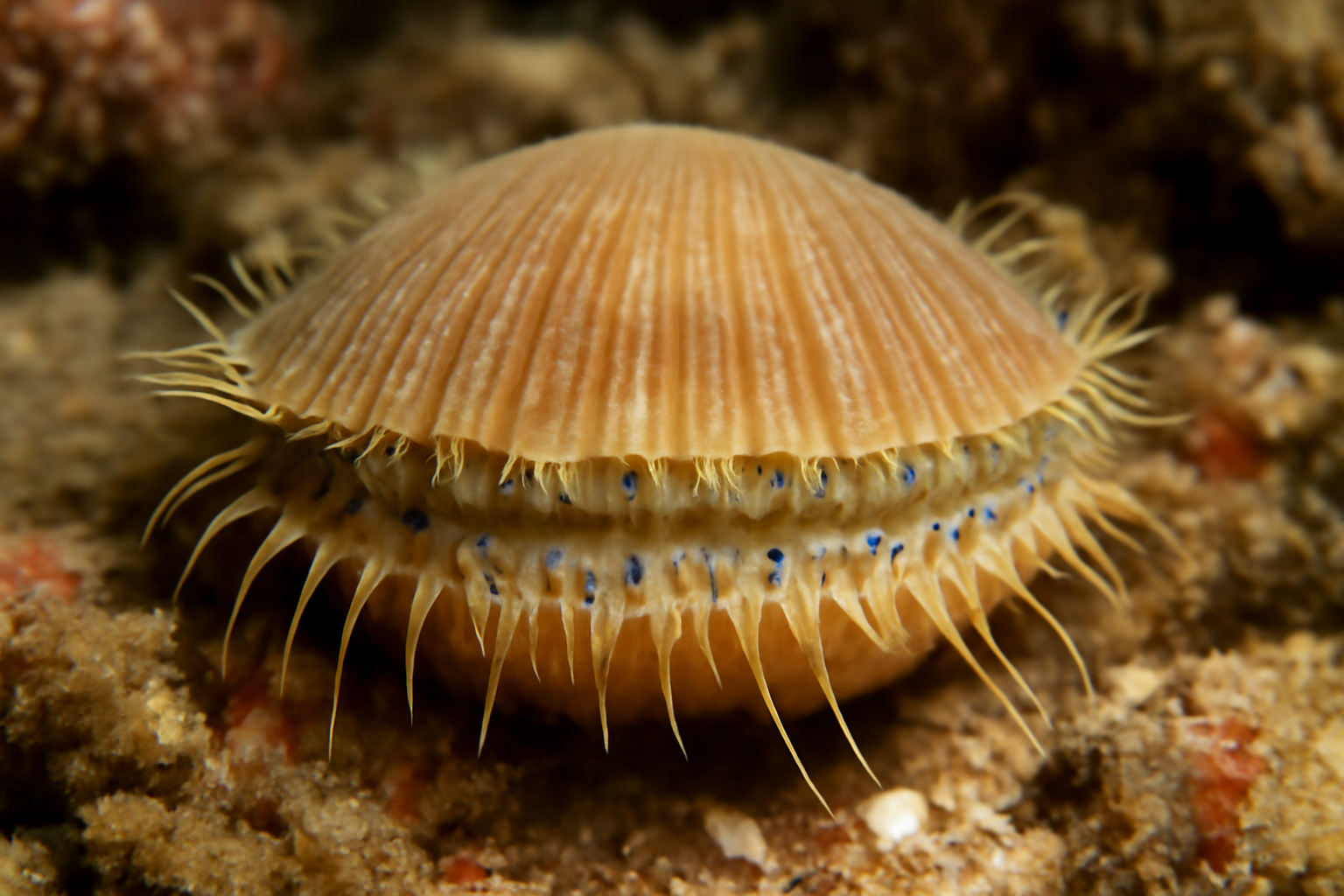 Thread Scallops