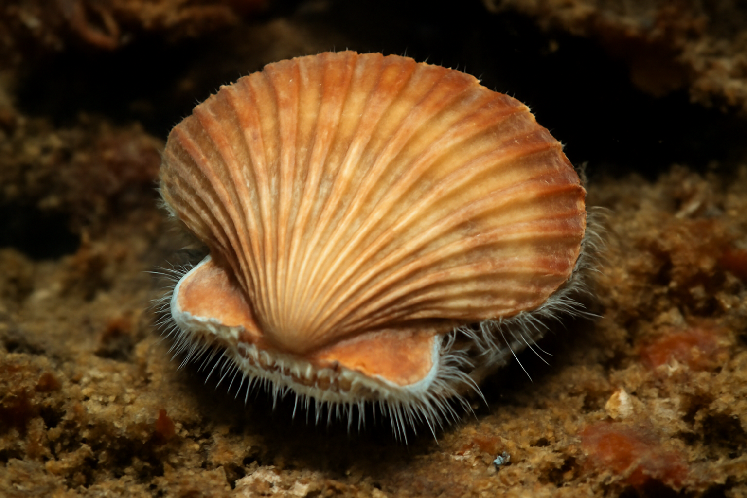 Silk Scallops