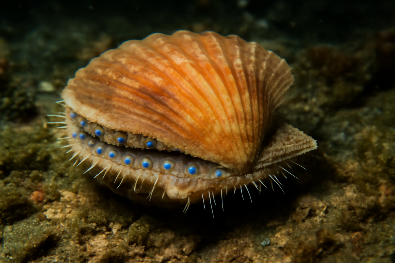 Queen Scallop