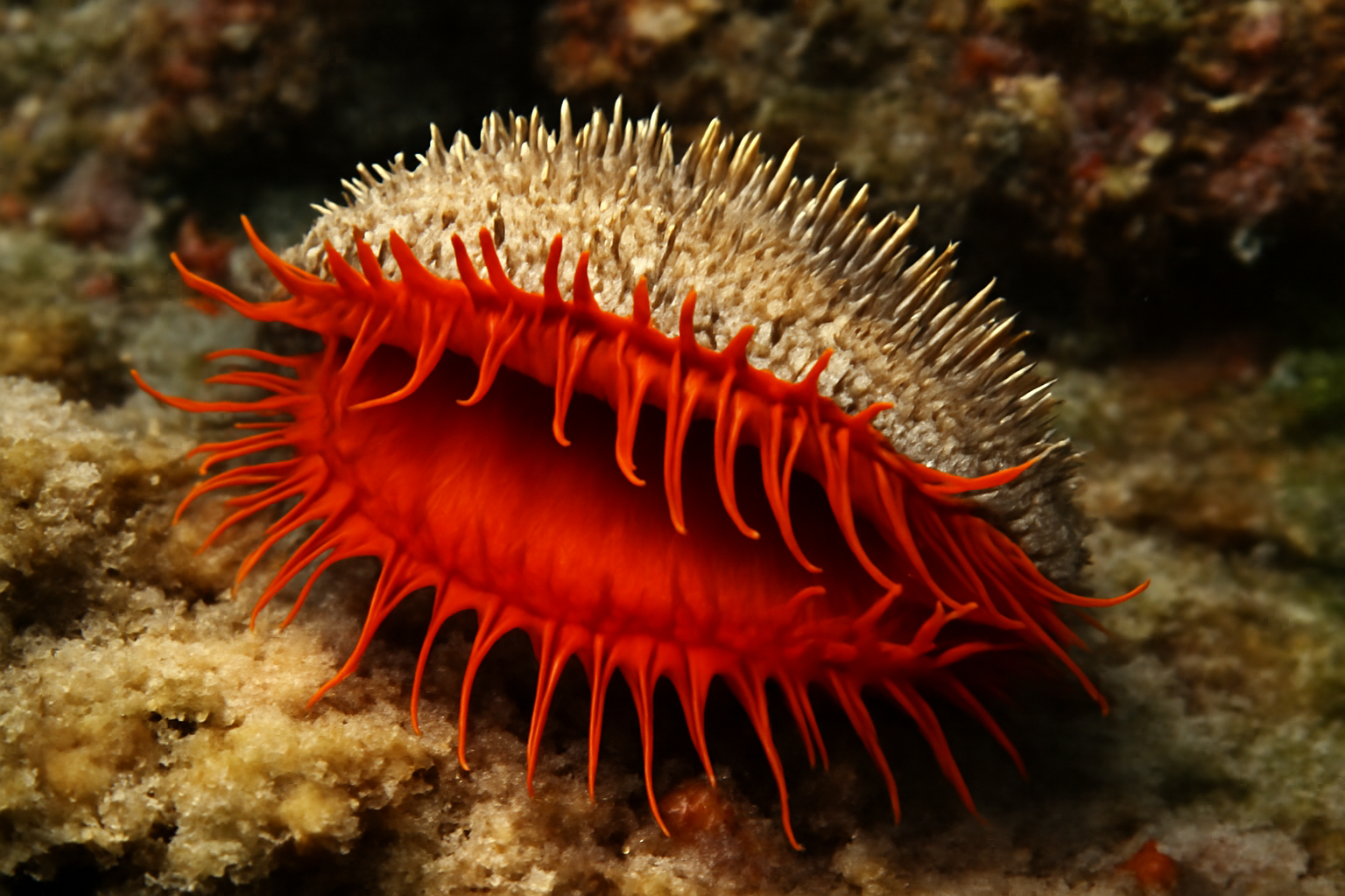 Cockscomb