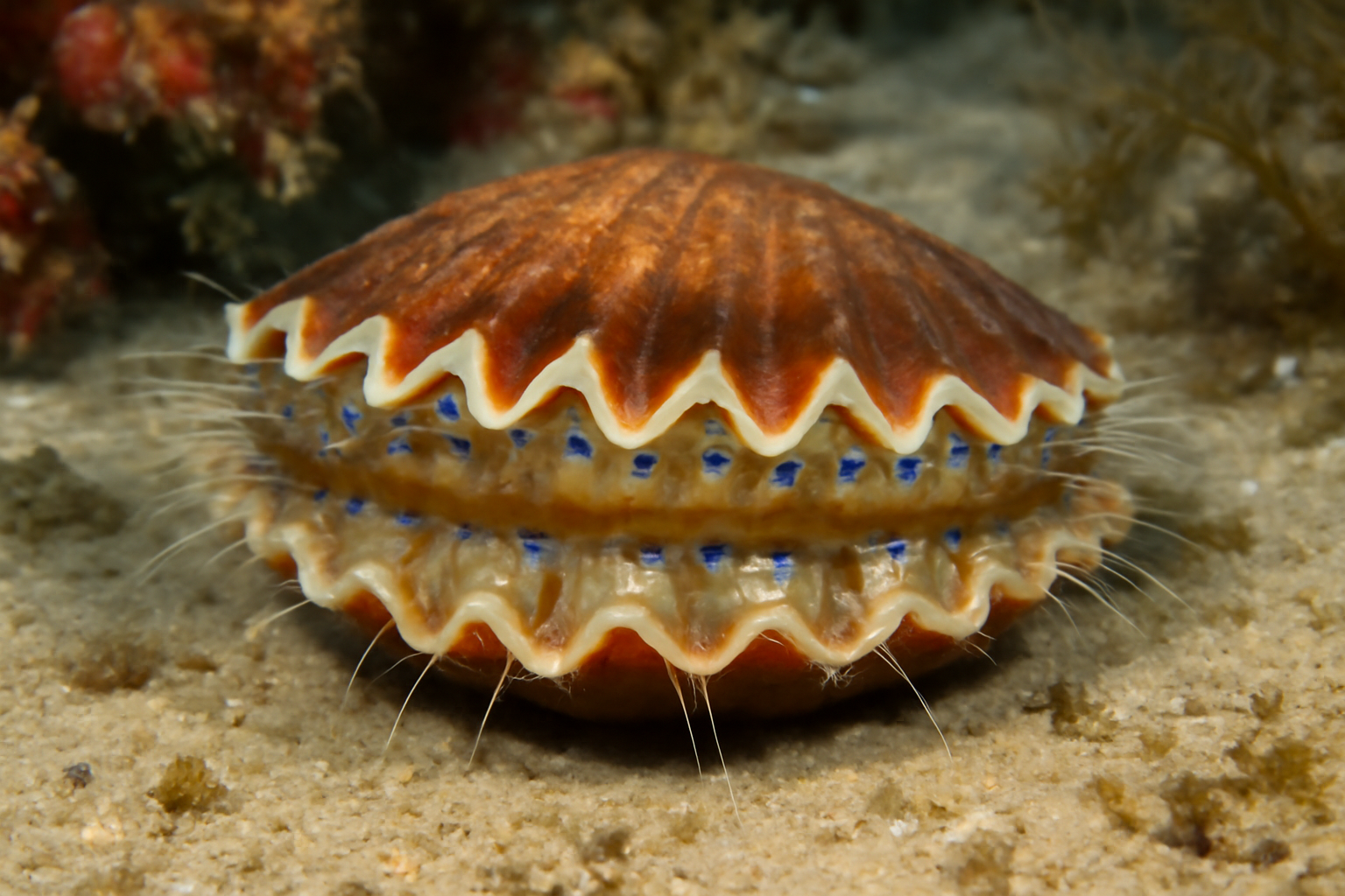 Zigzag Scallop