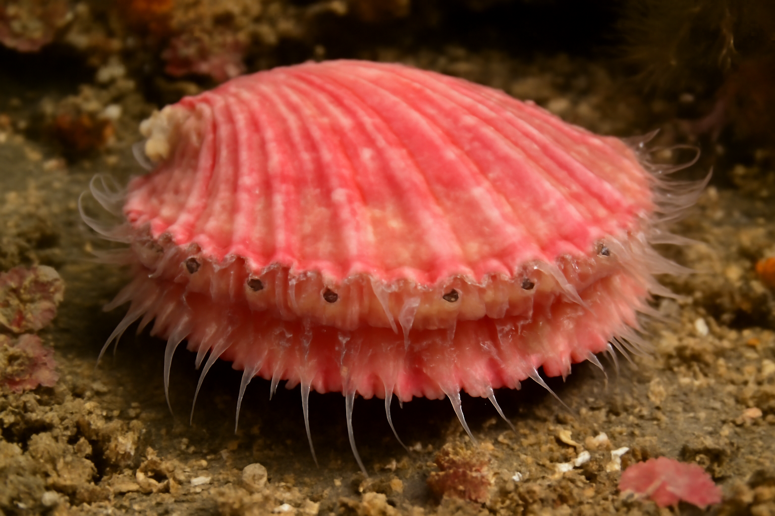 Pink Scallop