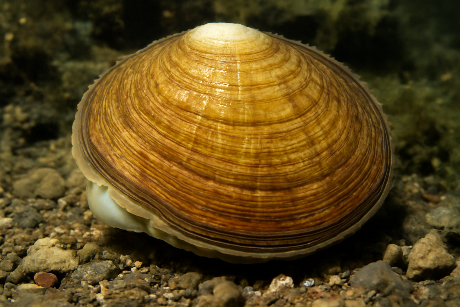 American Sun Clam