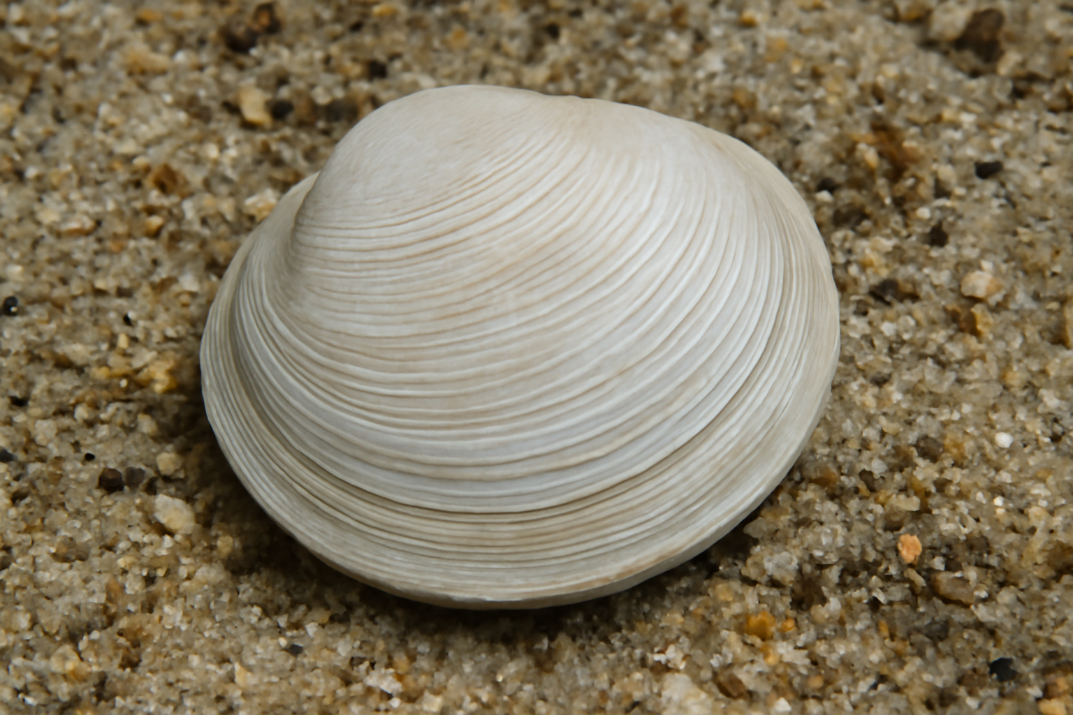 Dosinia