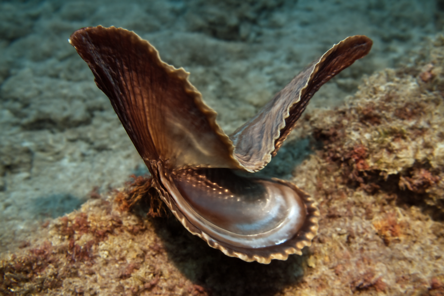 Winged Pearl Oysters