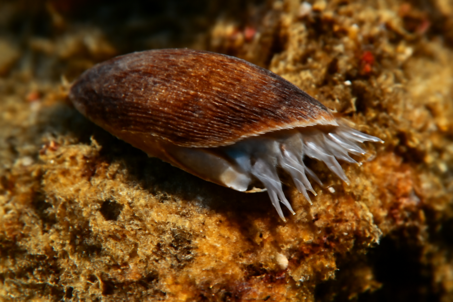Vulsella