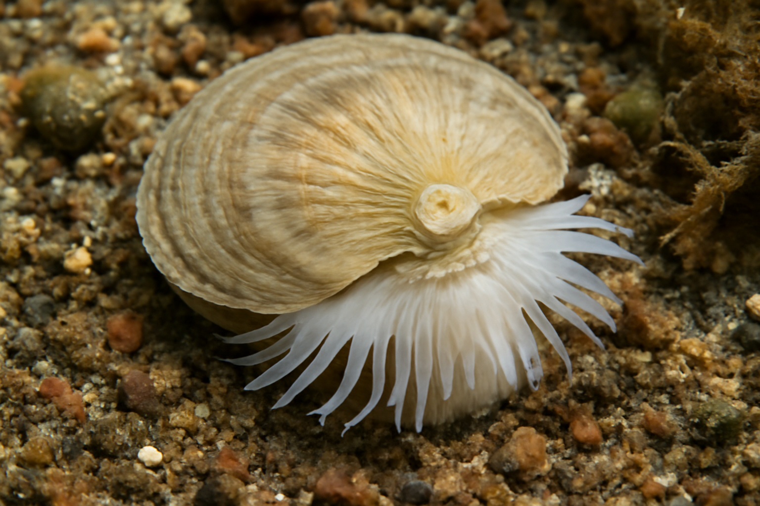Pododesmus
