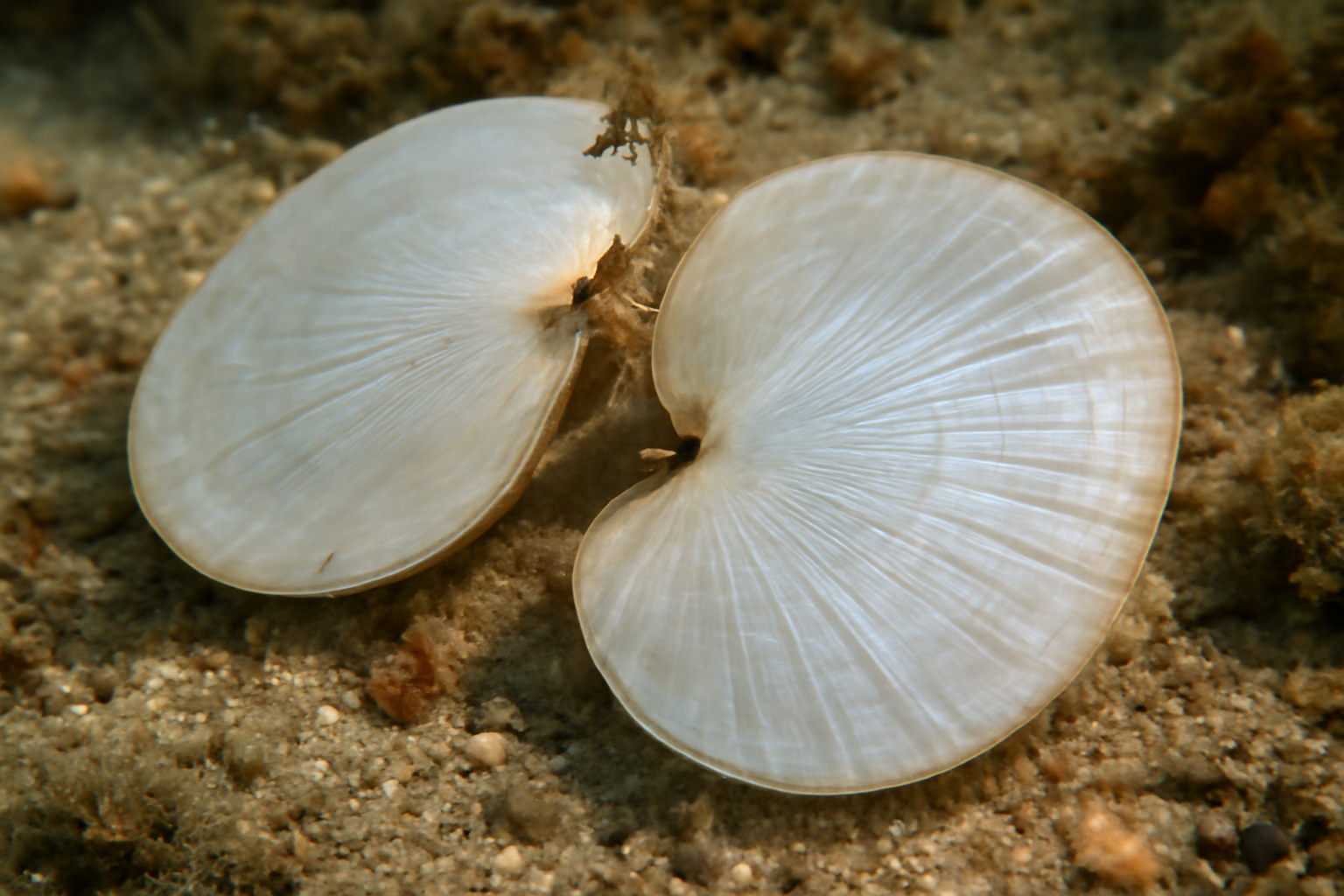Windowpane Oysters