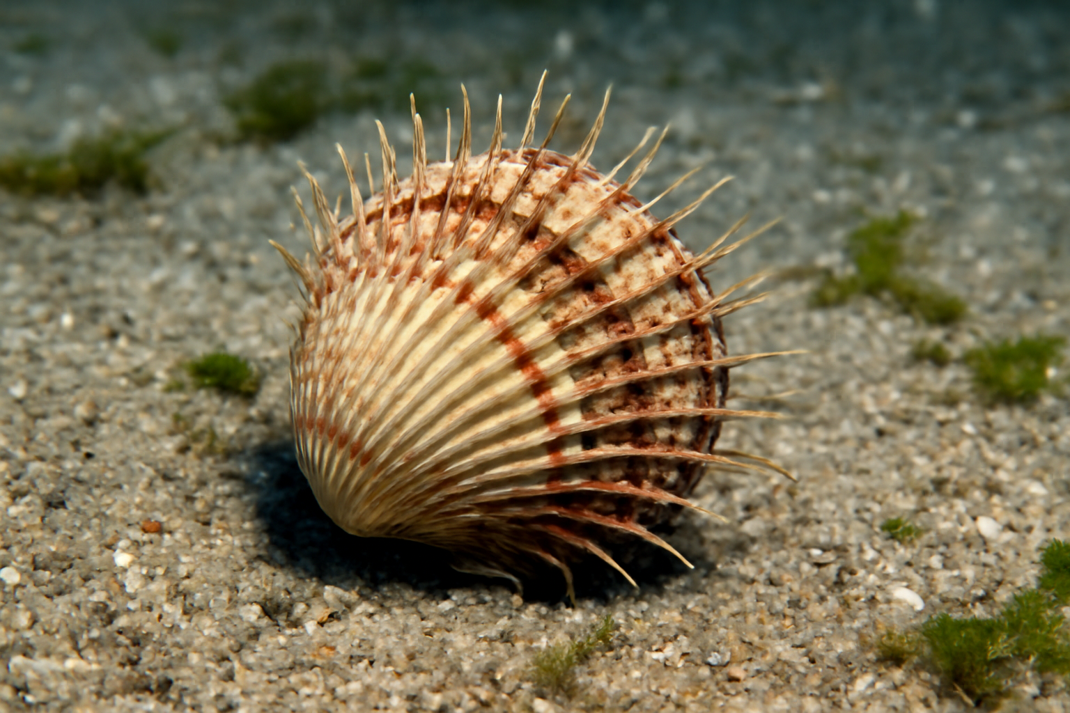 Prickly Cockle