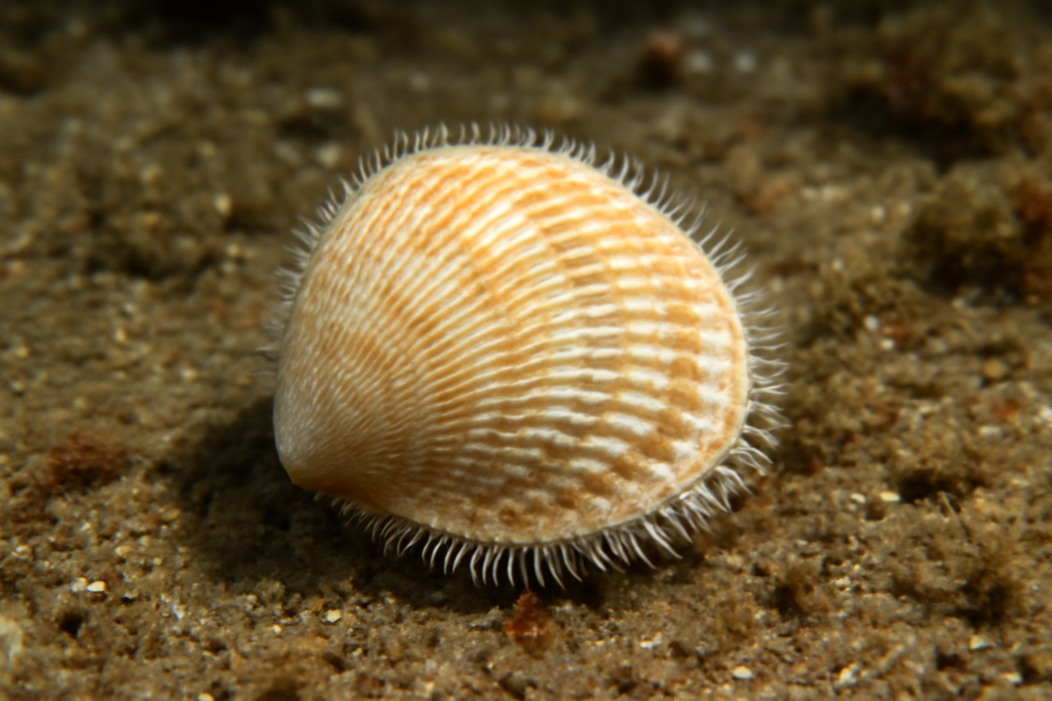 Fragile Cockle