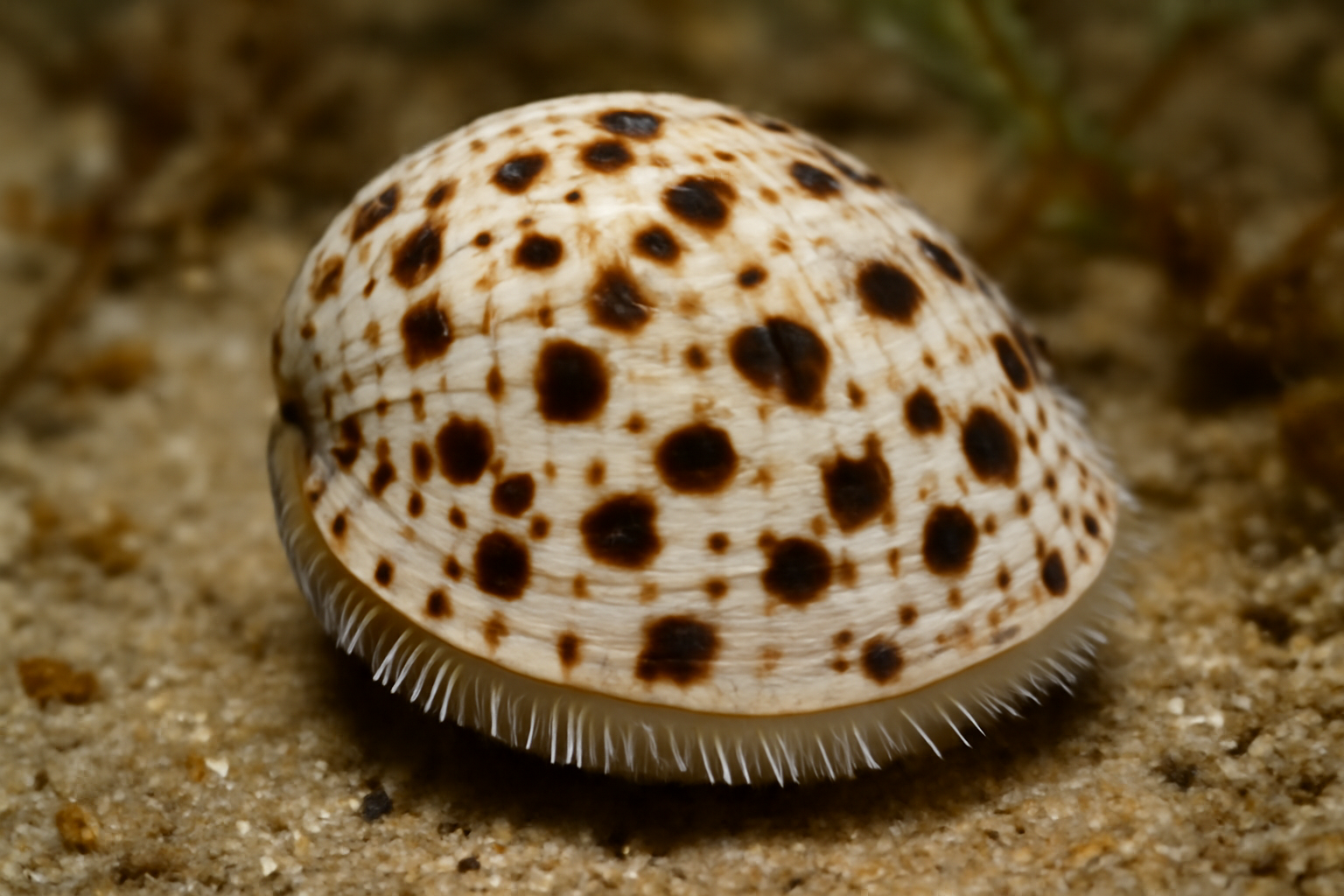 Spotted Cockle