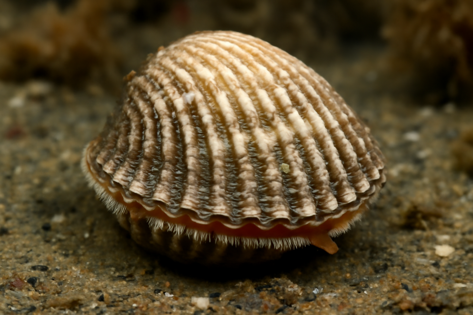 European Cockle