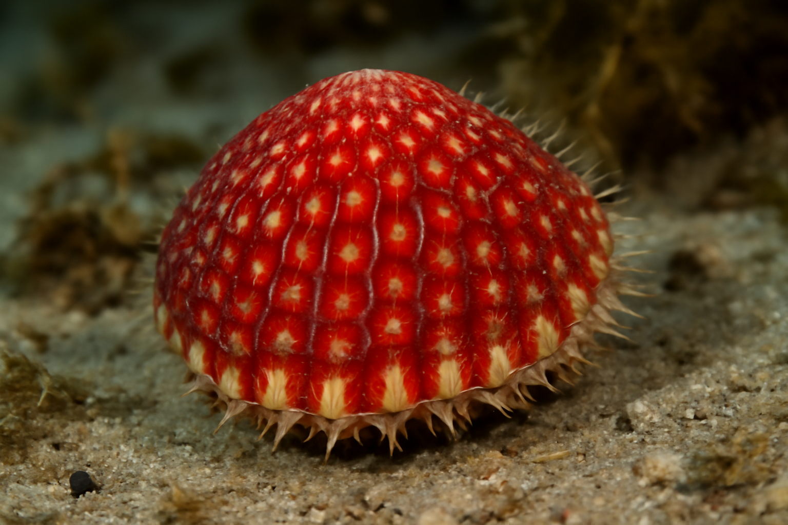 Strawberry Cockle