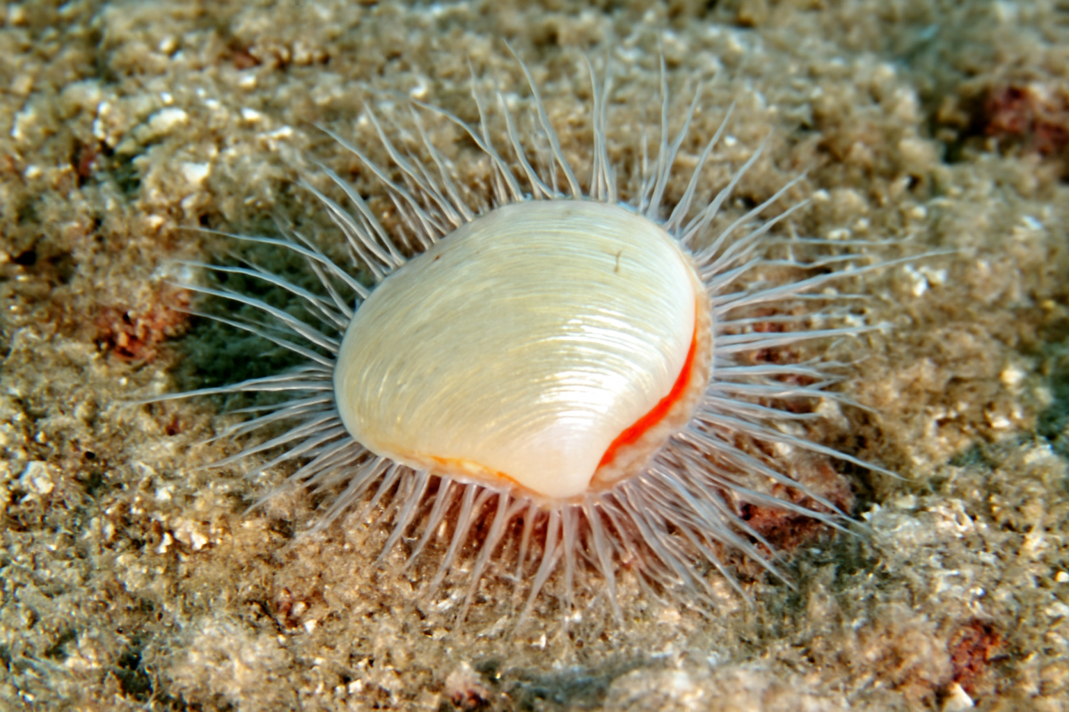 Fragile Clams