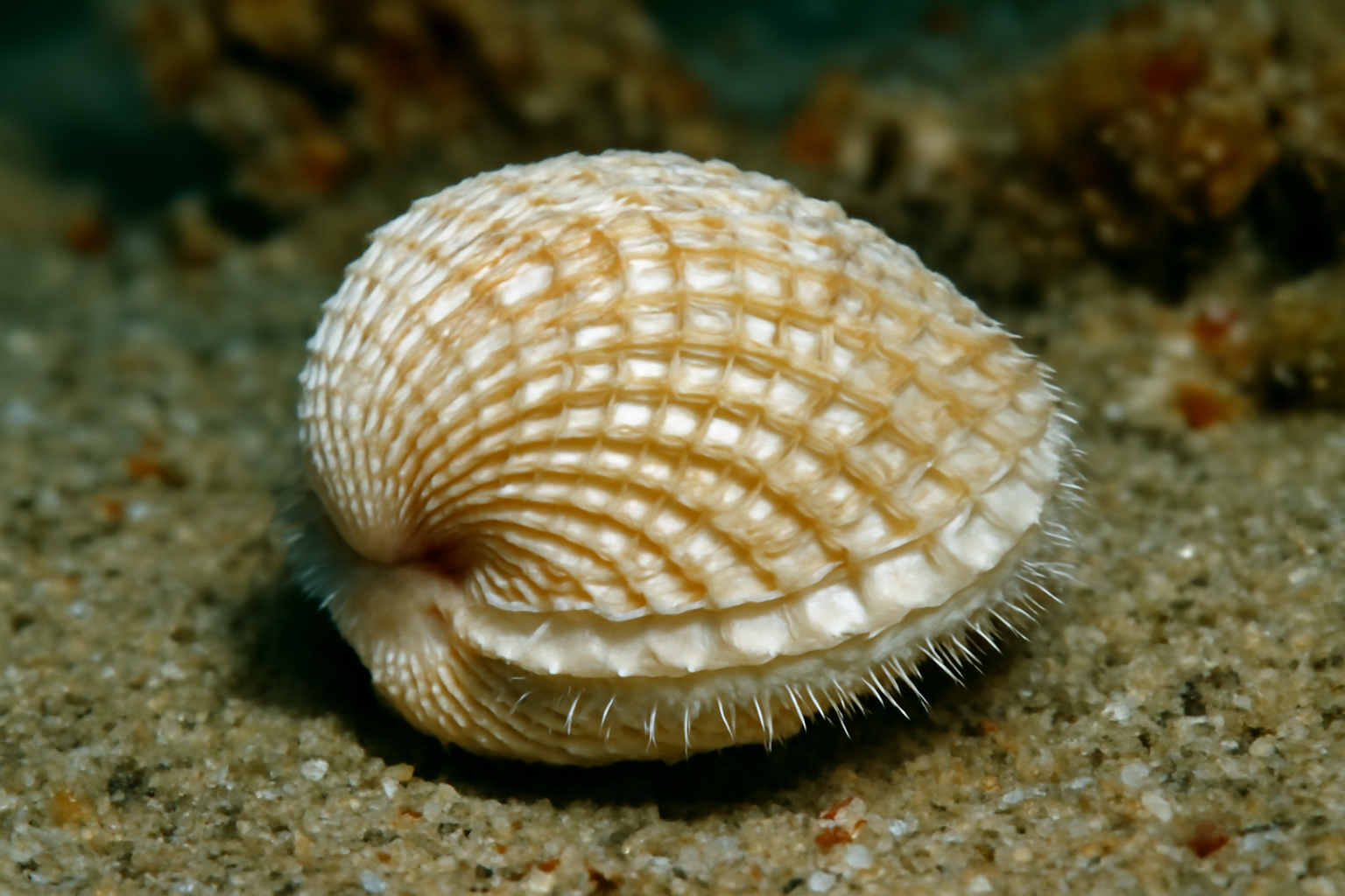 Papyridea