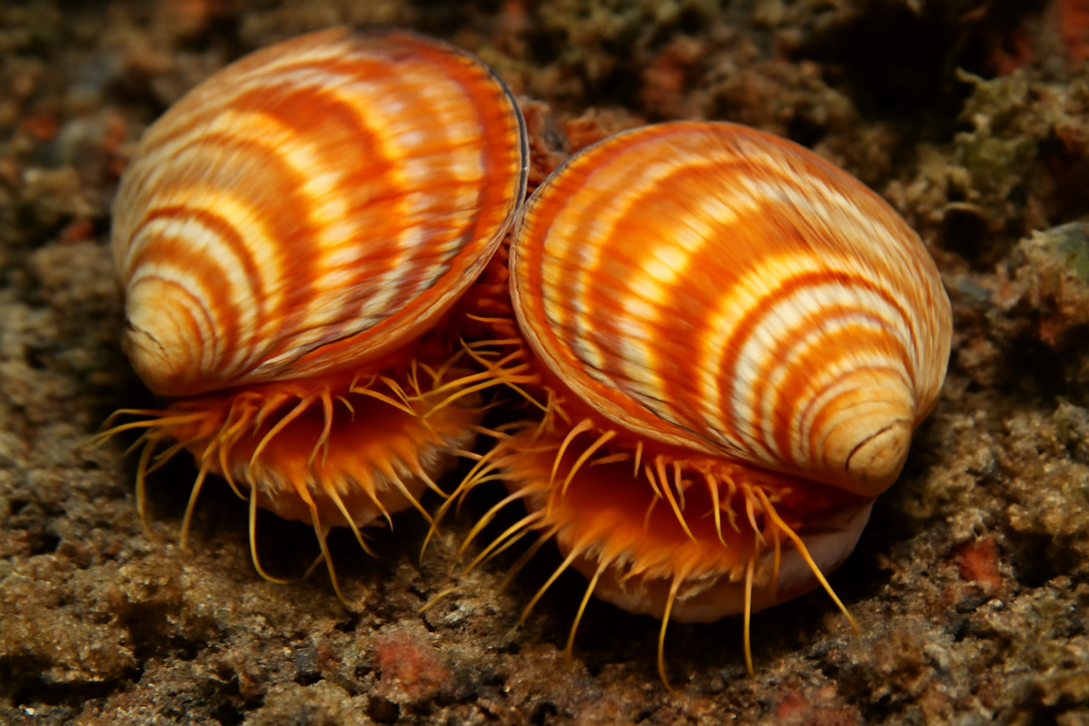 Sunset Clams