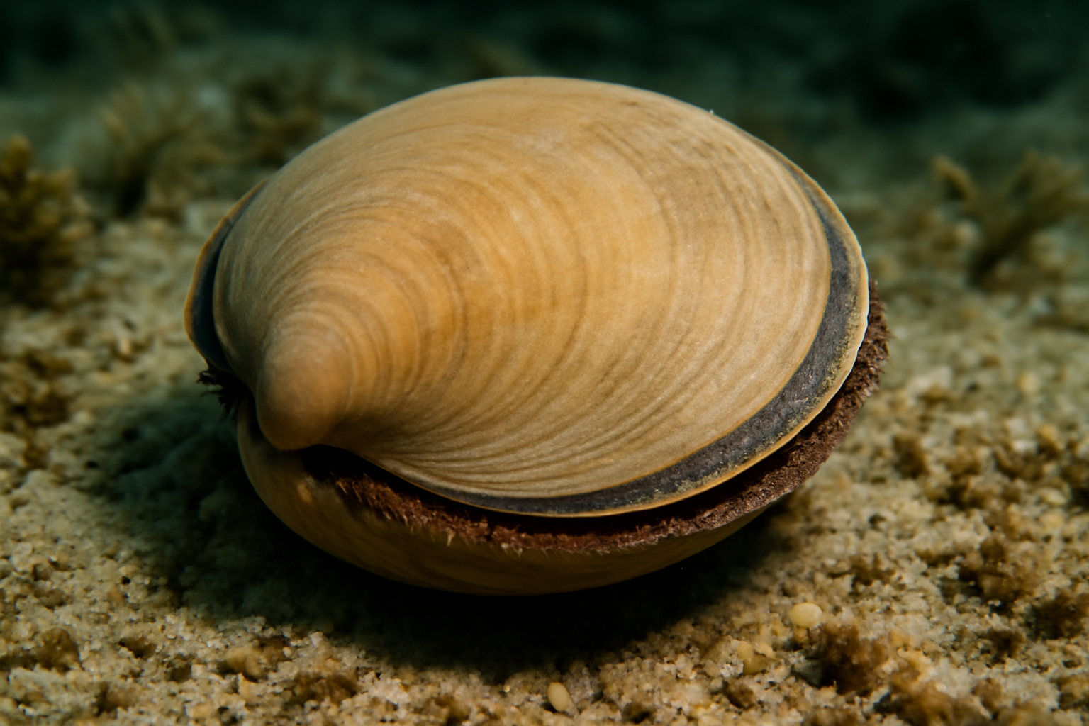 Circenita