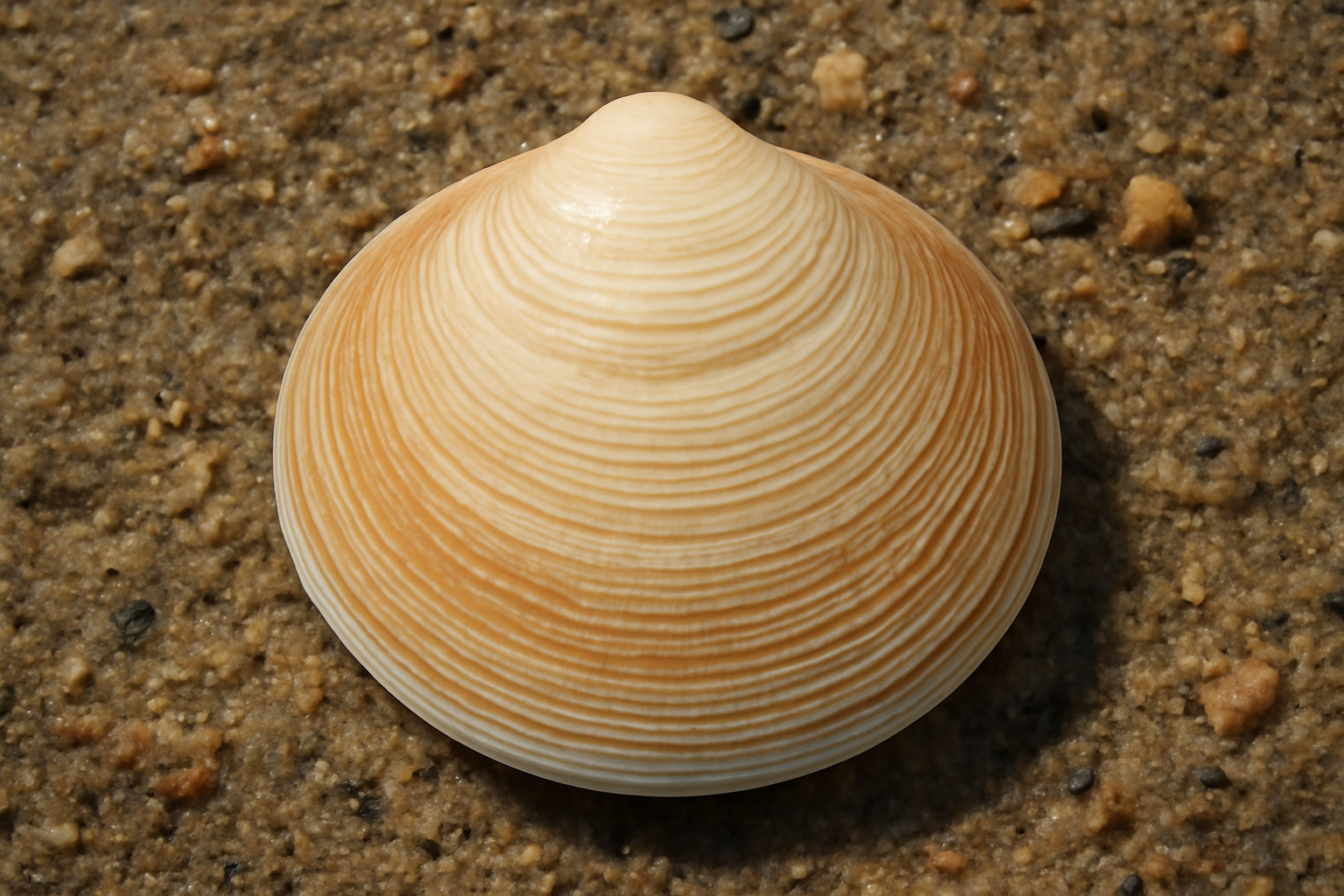Dosinia