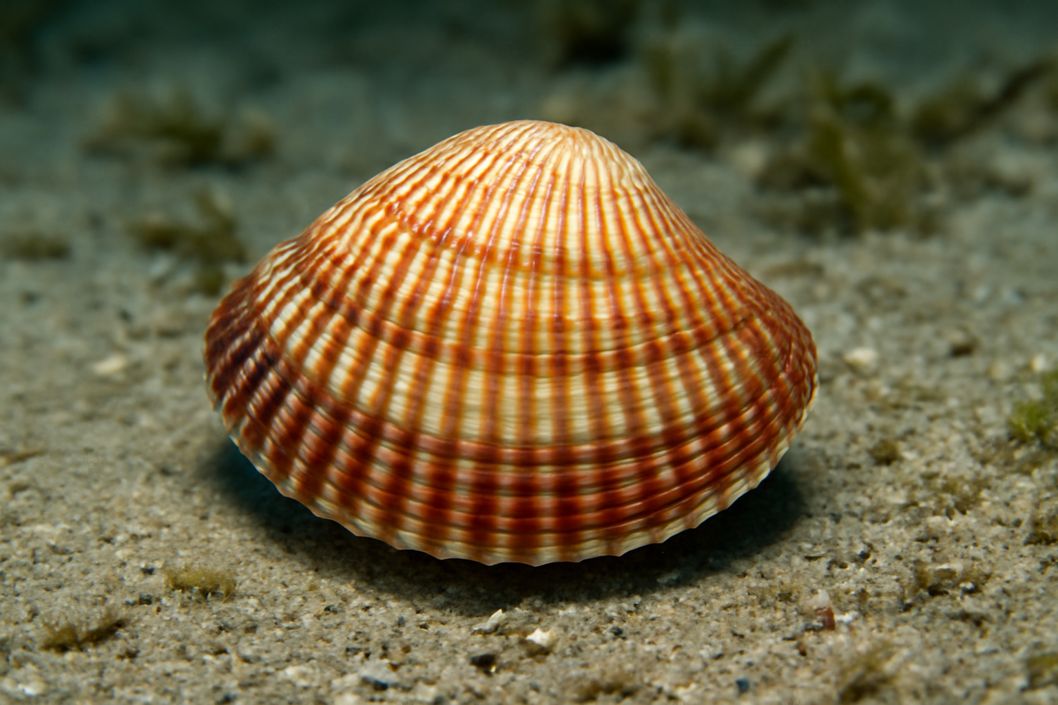 Lirophora