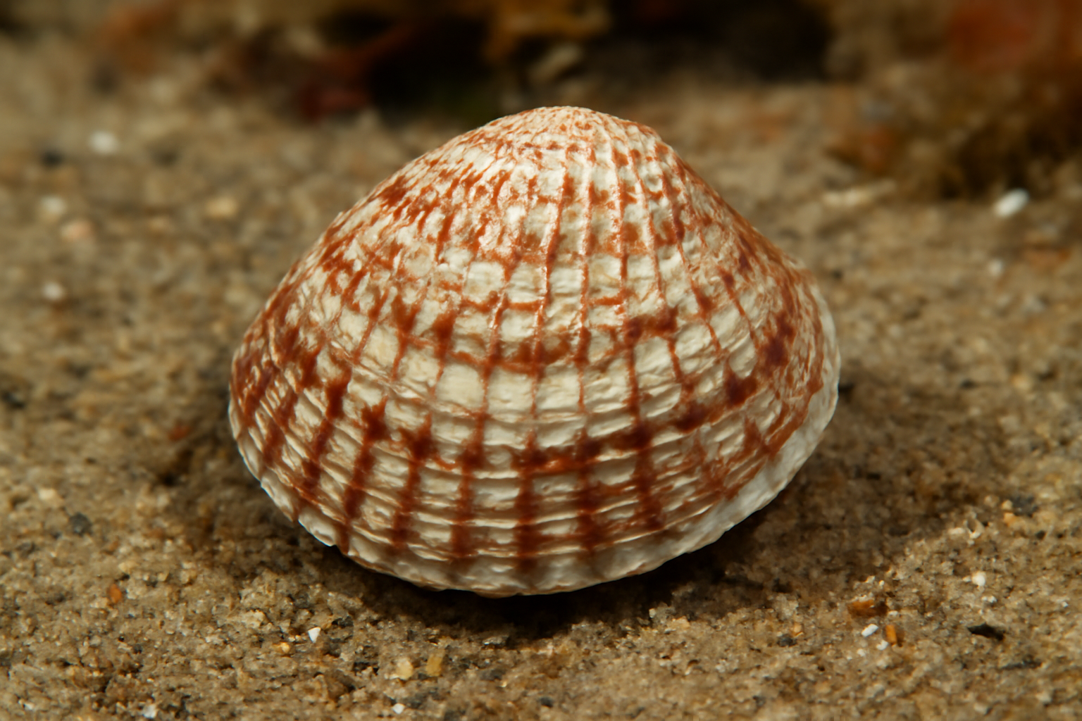 Timoclea