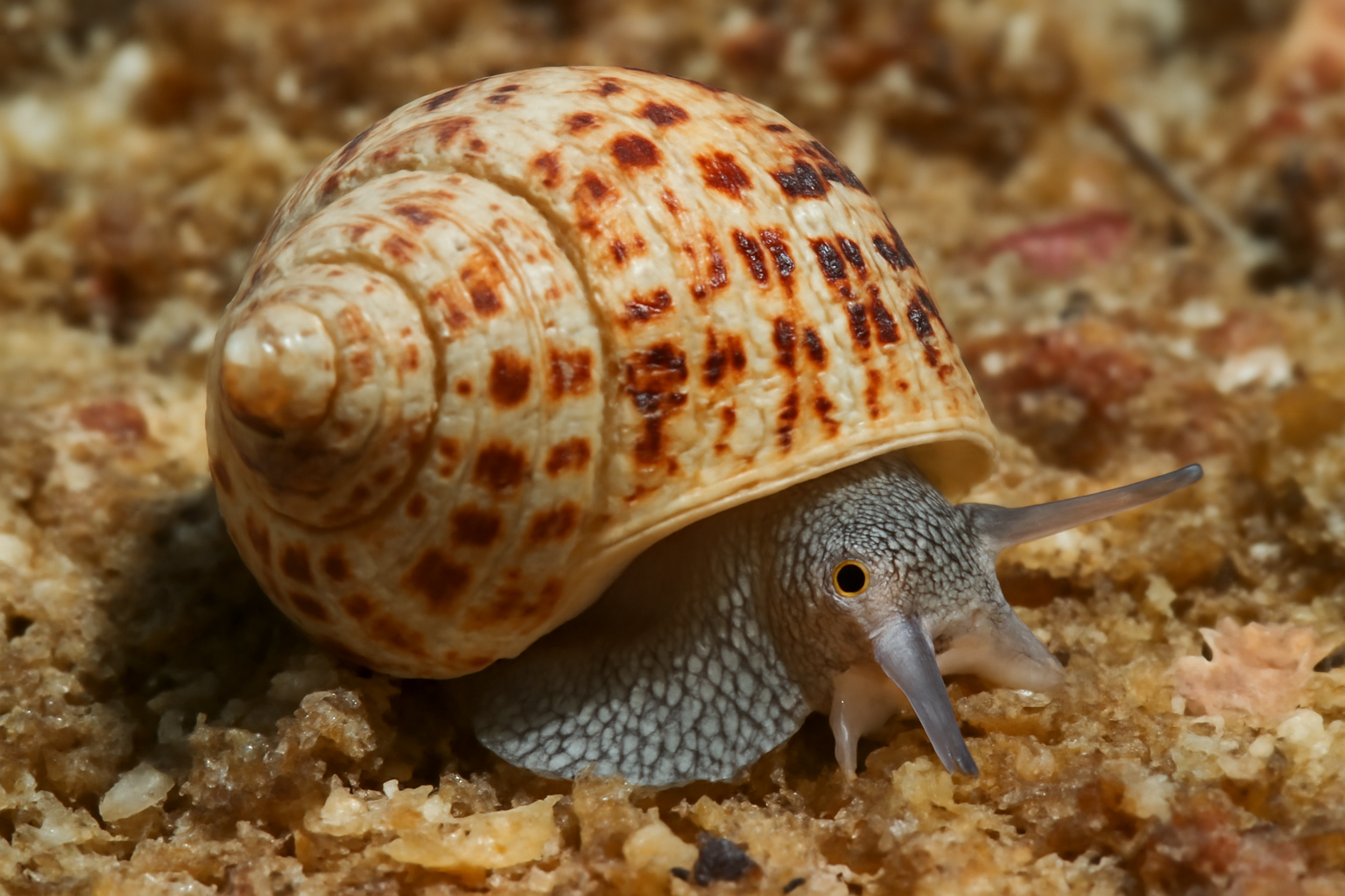 Leptothyra