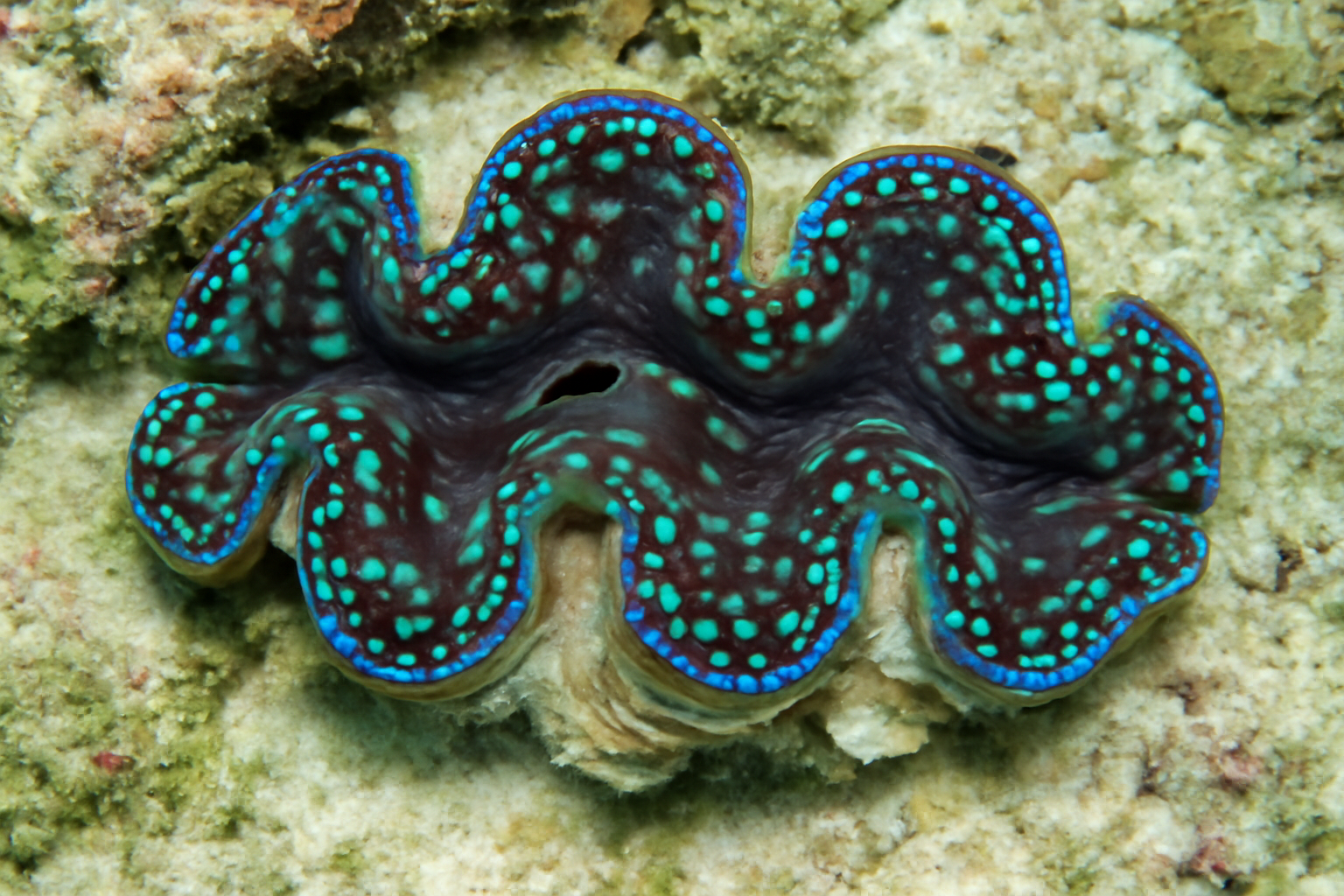 Small Giant Clams