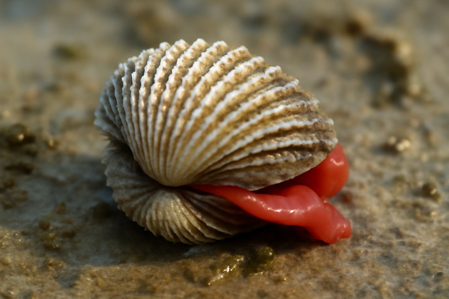Blood Cockles