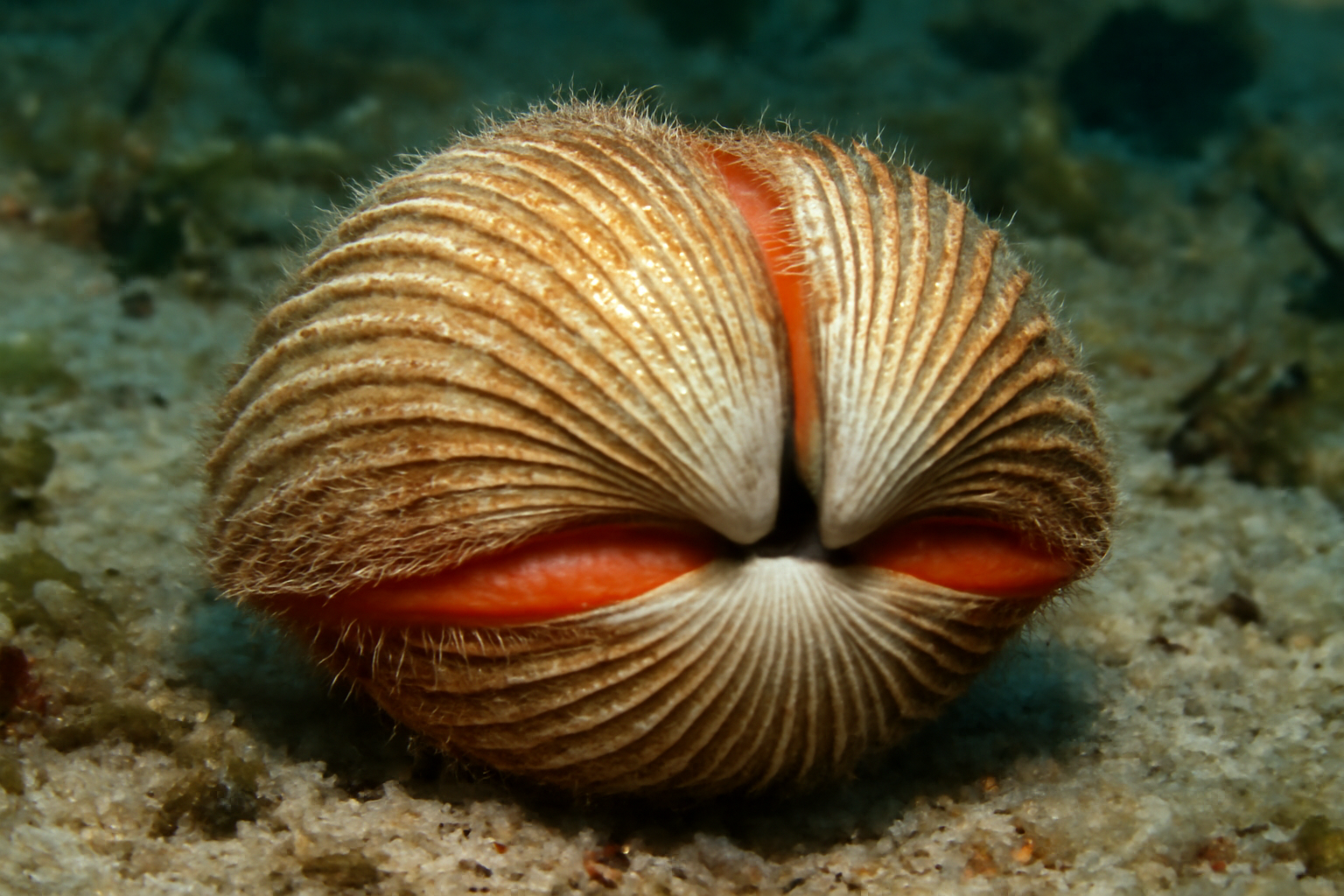 Giant Cockles