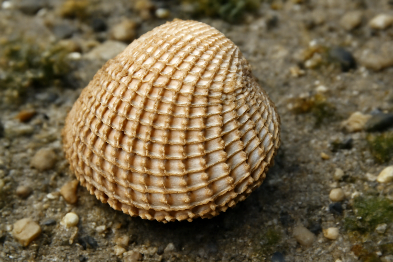 Basket Cockles