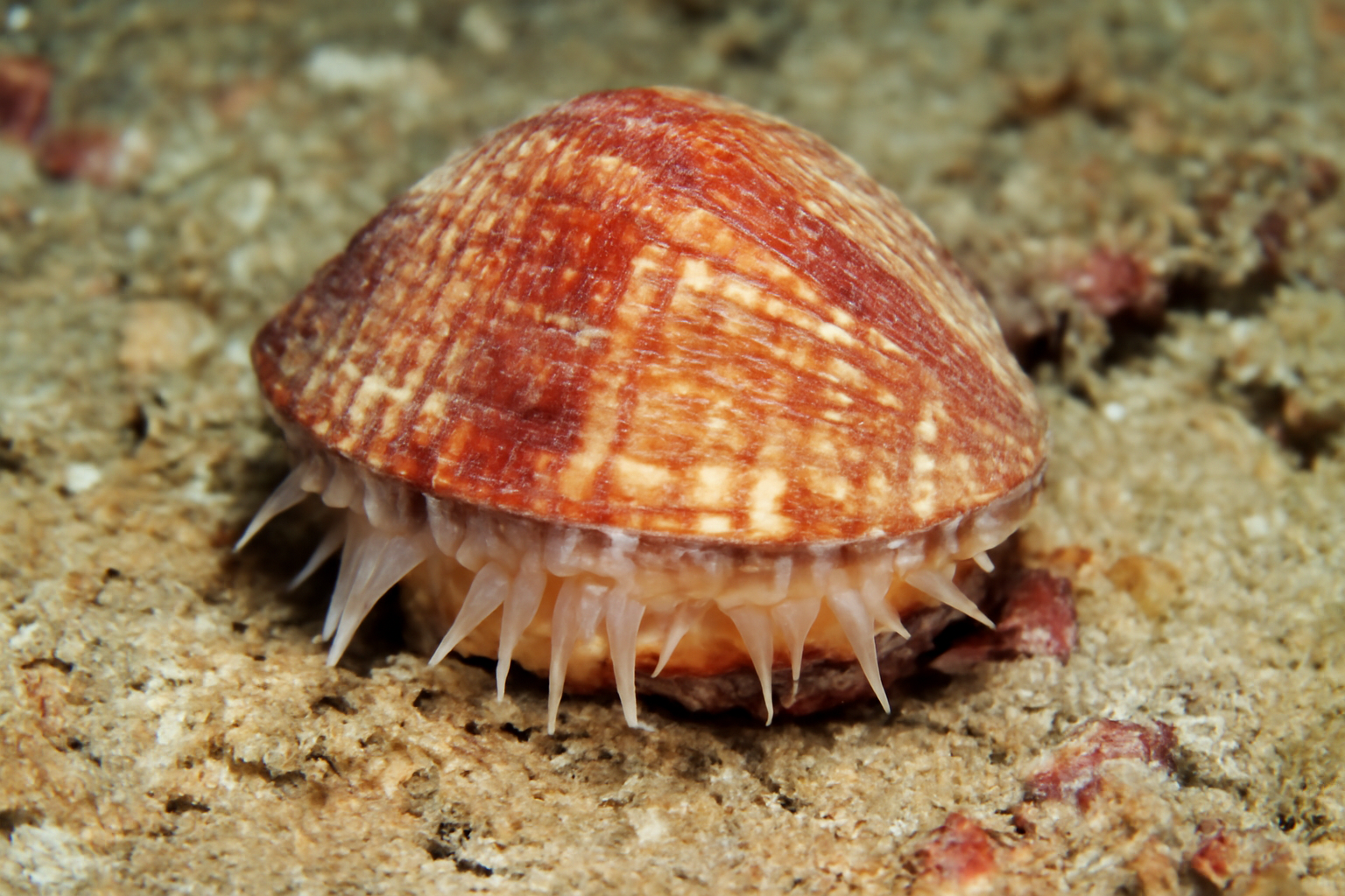 Trapeze Cockles