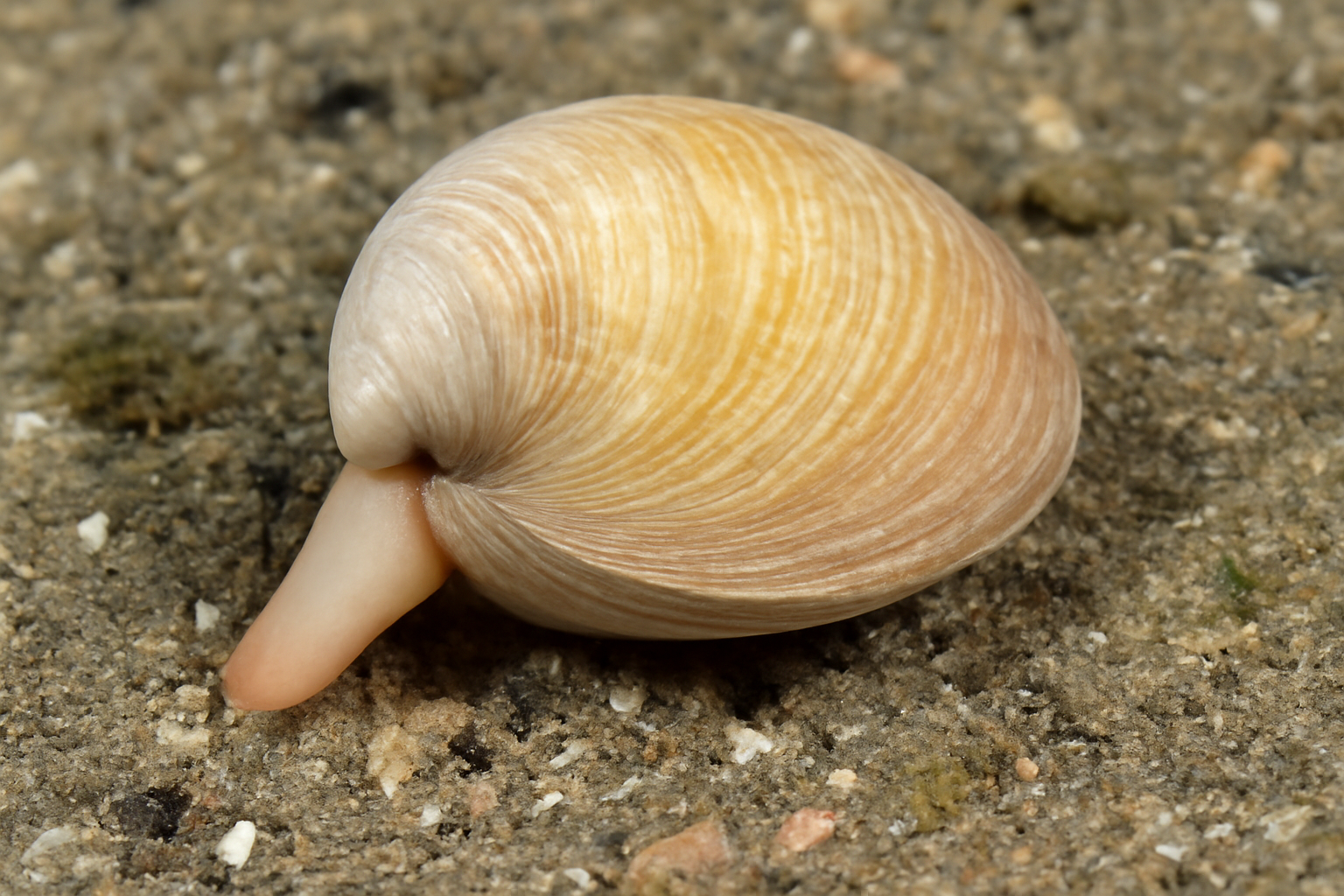 Trough Shells