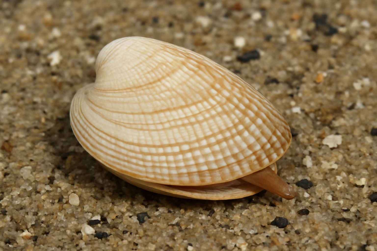 Angular Trough Shells