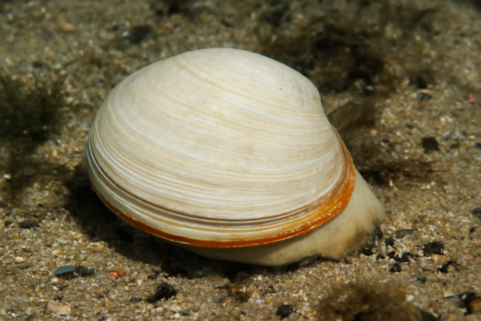 Standish's Trough Shells