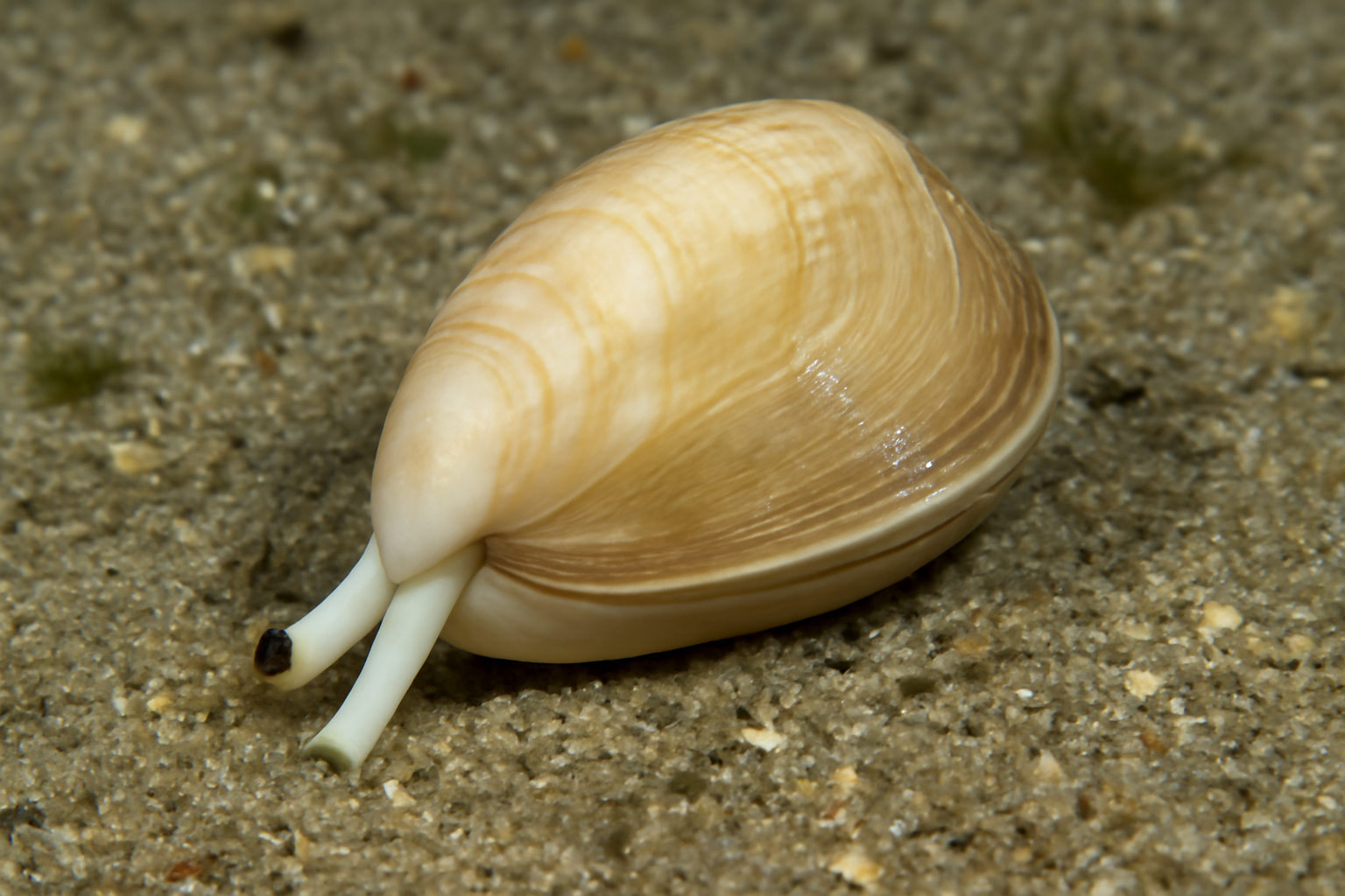 Wedge Trough Shells