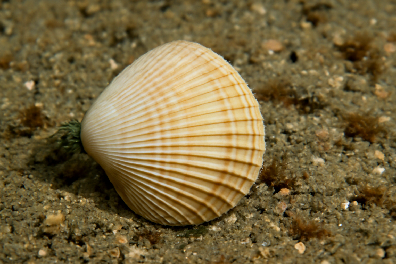 Plicate Trough Shells